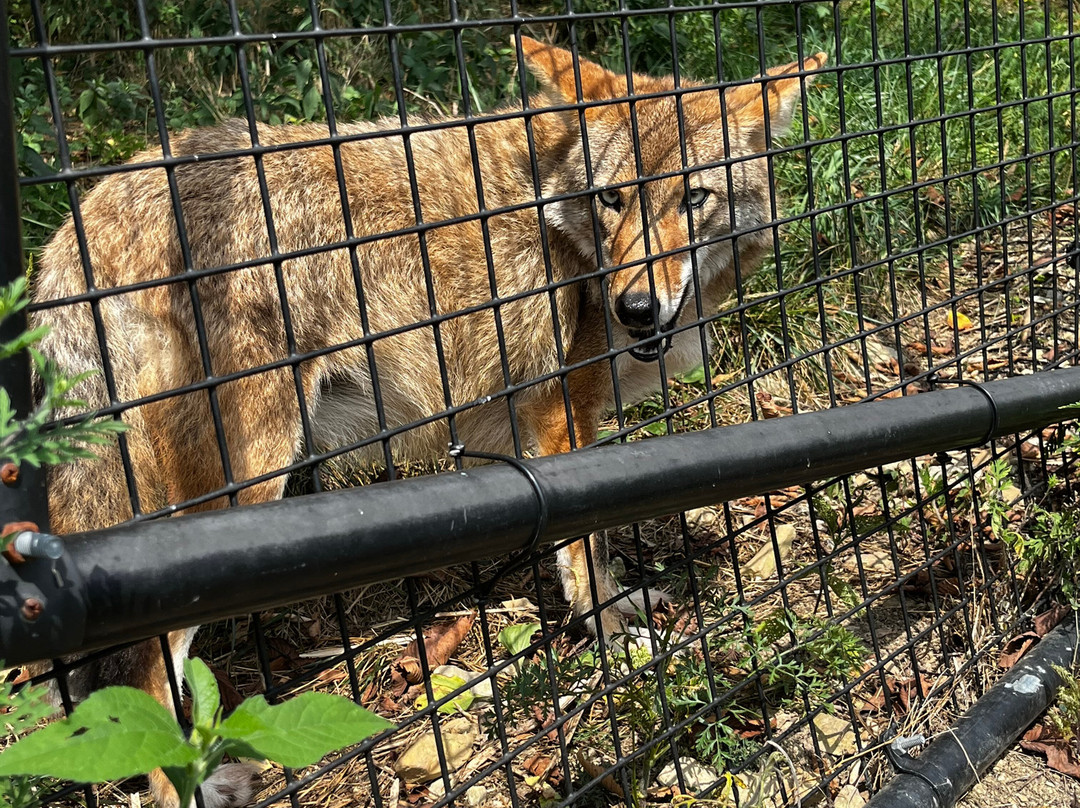 Red Wolf Sanctuary-Rising Sun必去景点