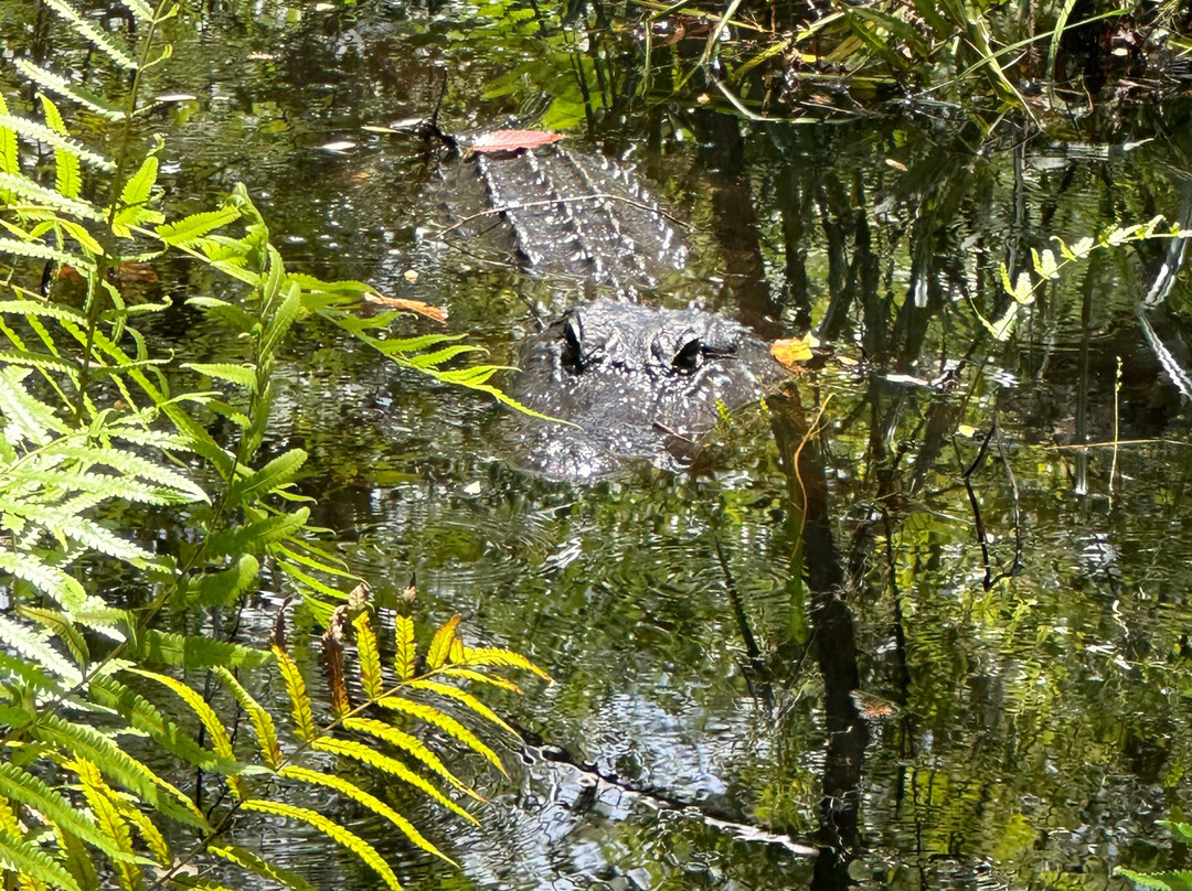 Seminole Wind Airboat tour-阿卡迪亚必去景点