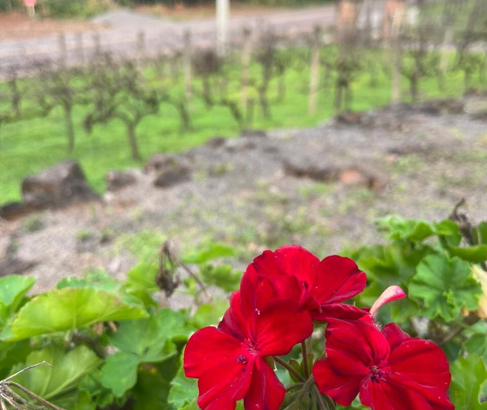 Granja da Telha Winery景点图片