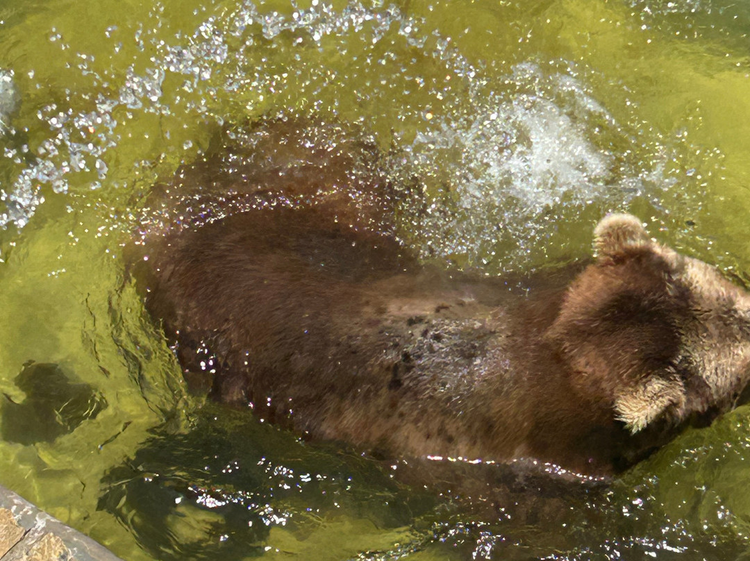 Cherokee Bear Zoo and Exotic Animals景点图片