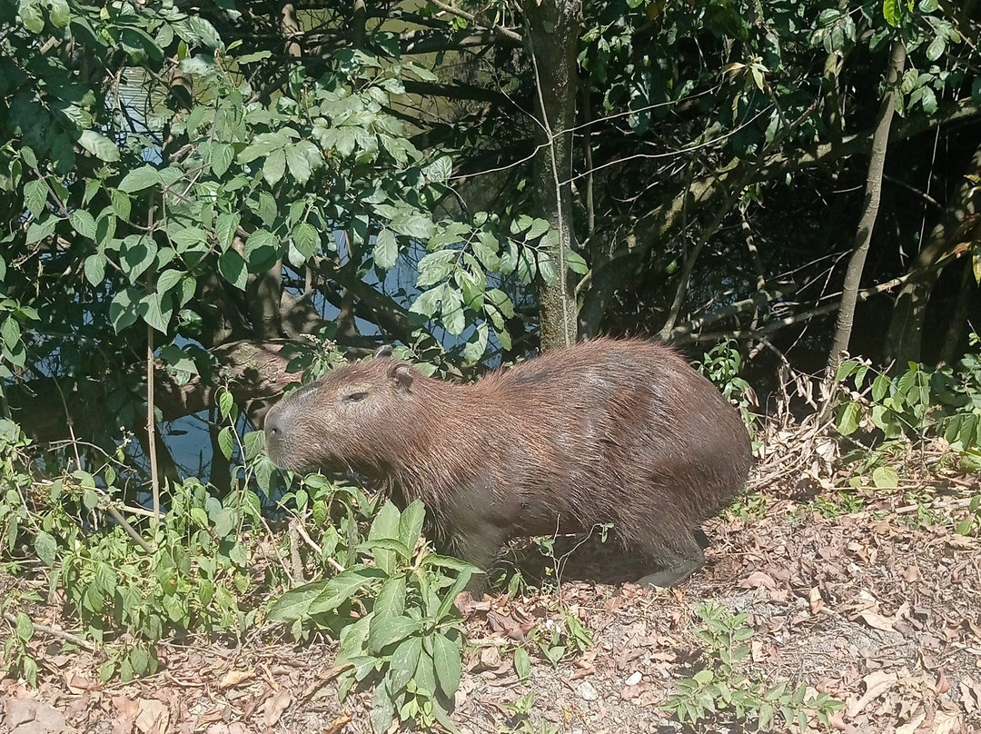 Parque Ecologico do Tiete-圣保罗必去景点