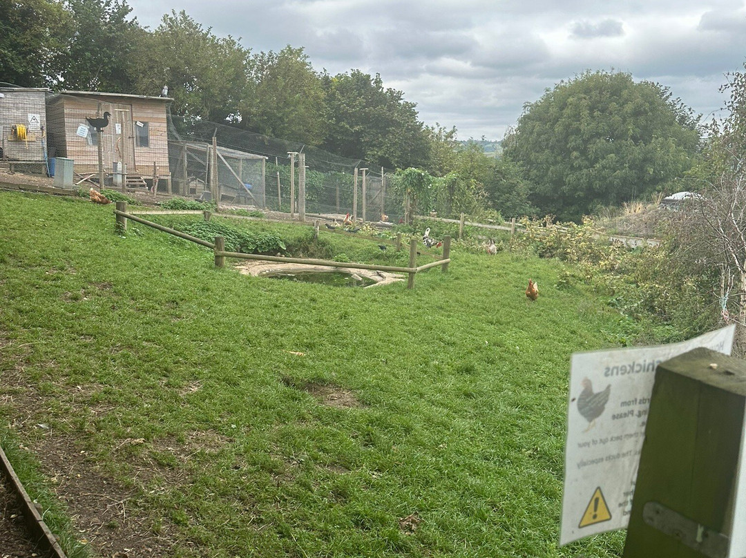 Bath City Farm景点图片