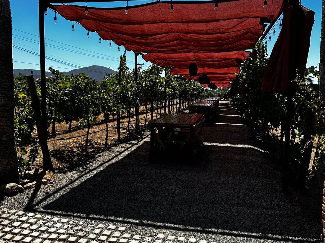 Lechuza Vineyard景点图片