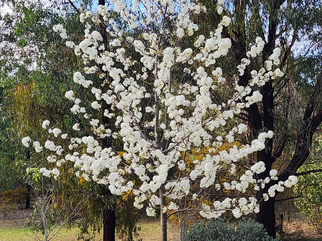 Belle Bois, Capertee Valley主图