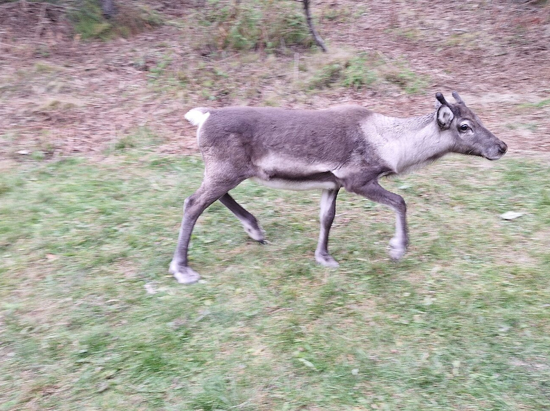 Reindeer Park / Hreindýragarðurinn