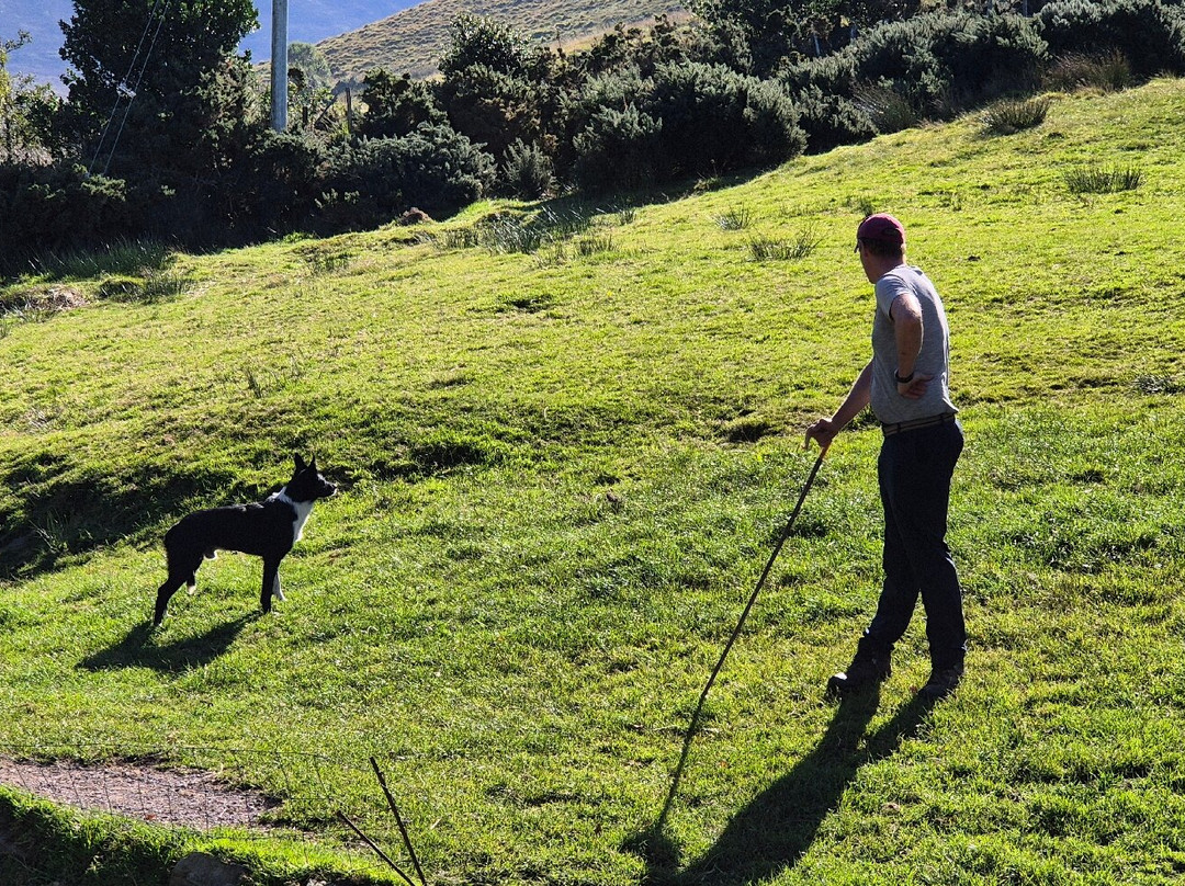 Kells Sheep Centre-Kells必去景点