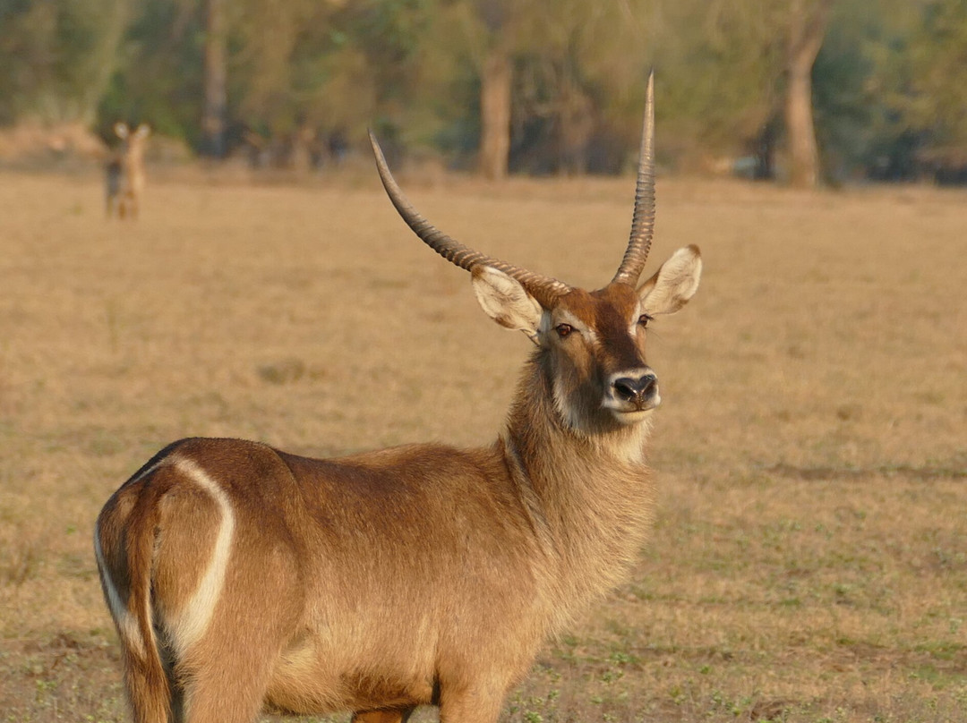 Parque Nacional Da Gorongosa景点图片