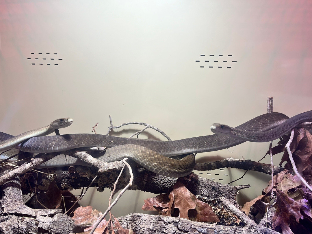 Reptile Preservation Institute-Keystone Heights必去景点