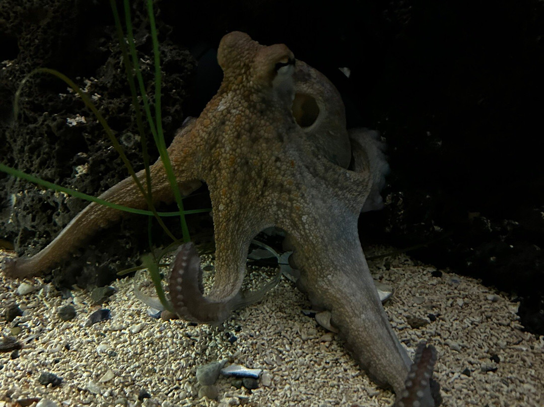 Galway Atlantaquaria景点图片