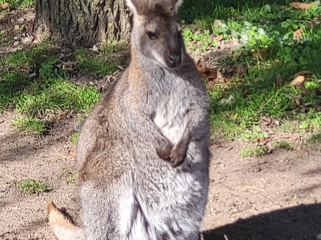 Tierpark Wismar景点图片