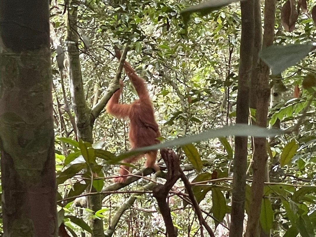 Kupu Kupu Jungle Trekking Bukit Lawang-武吉拉旺必去景点