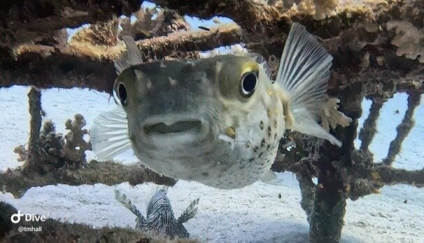 Circle Divers Dahab-达哈卜必去景点