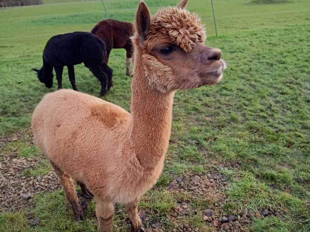 Langside Alpacas景点图片