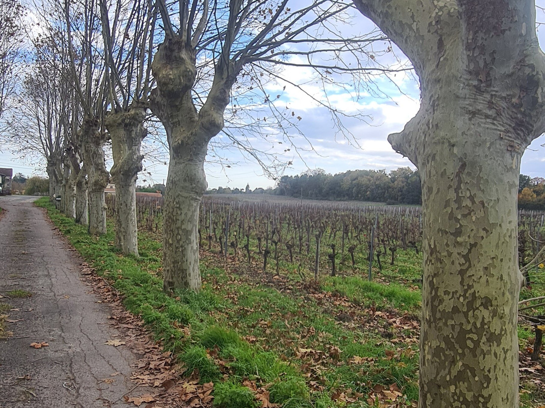 Vignoble Pestoury景点图片