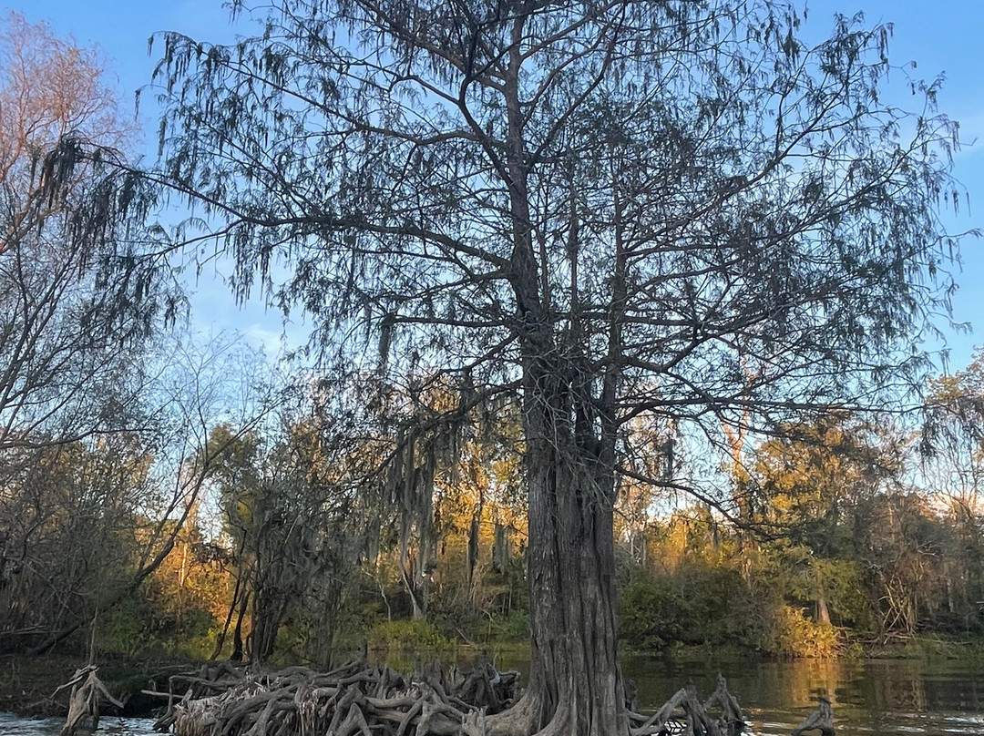 The Last Wilderness Swamp Tour景点图片