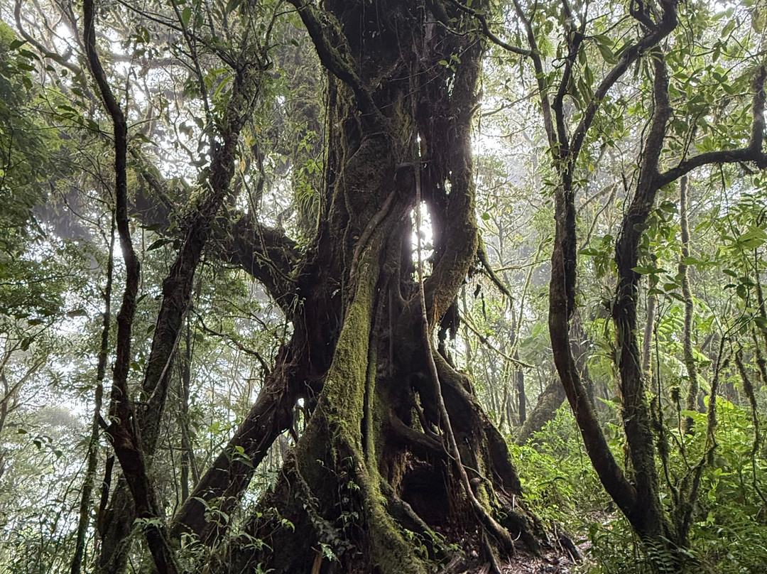 JC Nature Tour-蒙特维多云雾森林自然保护区必去景点