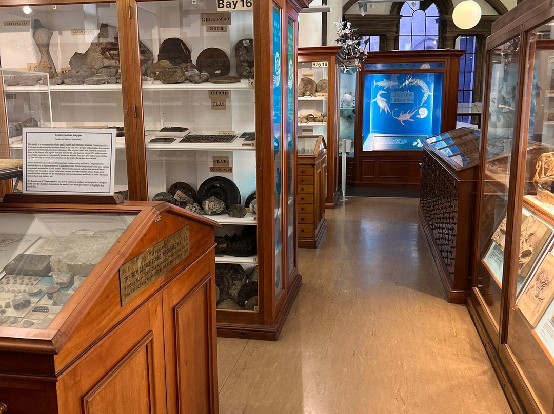Sedgwick Museum of Earth Sciences-剑桥必去景点