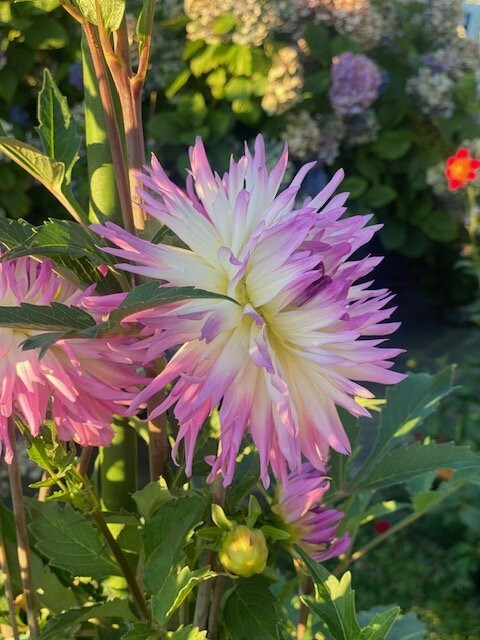 Enders Island-Stonington必去景点