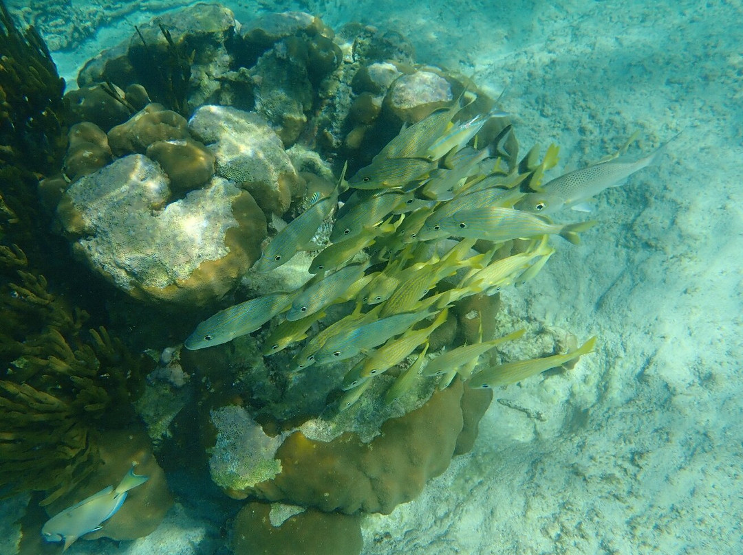 Akumal Mayan Vip Tours-艾库玛尔必去景点