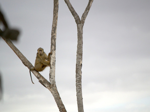 Kikko Kenya Safari-瓦塔木必去景点