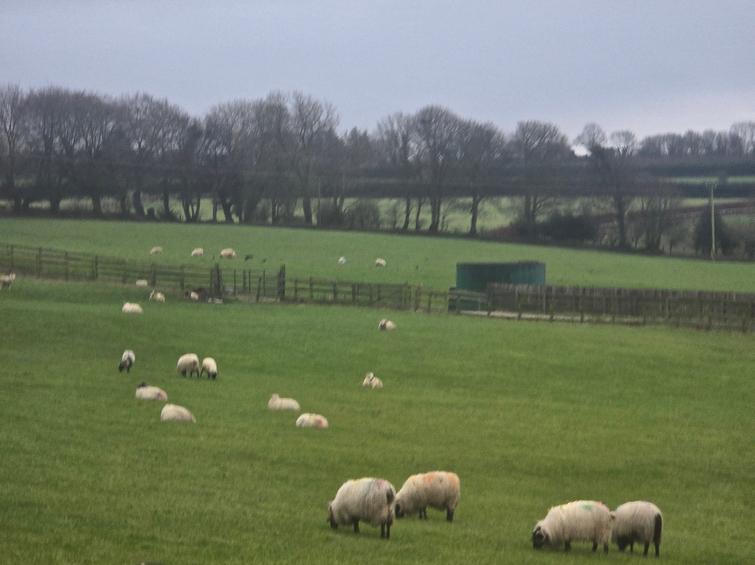 Irish Working Sheepdogs景点图片