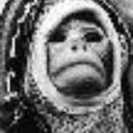 monkey2000