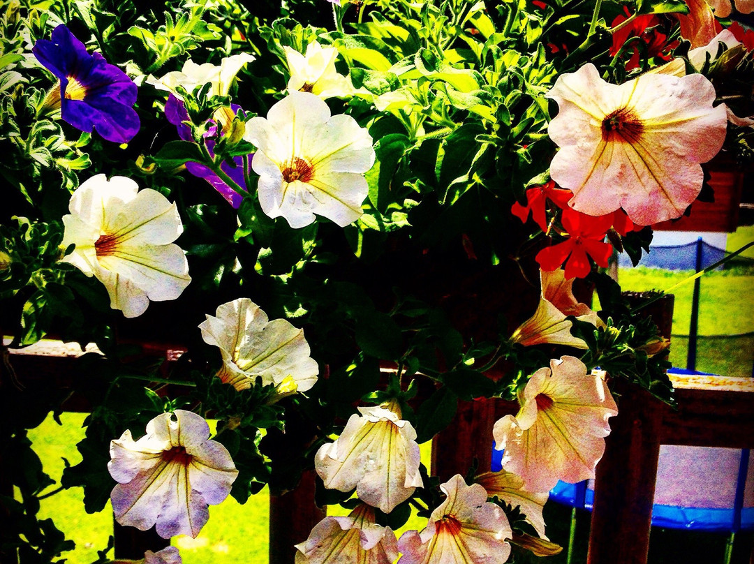 Belalp酒店住宿-Hotel Massa