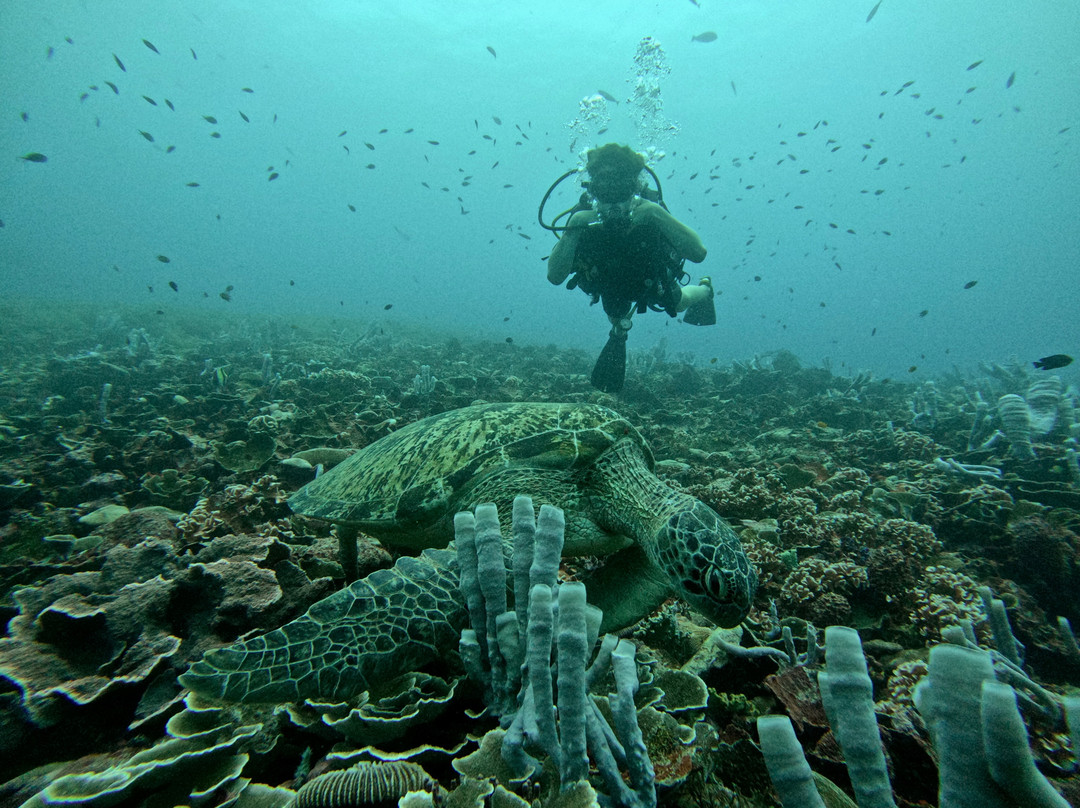 Trawangan Dive Centre景点图片