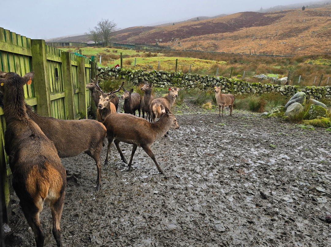The Galloway Forest Park Red Deer Range-Castle Douglas必去景点