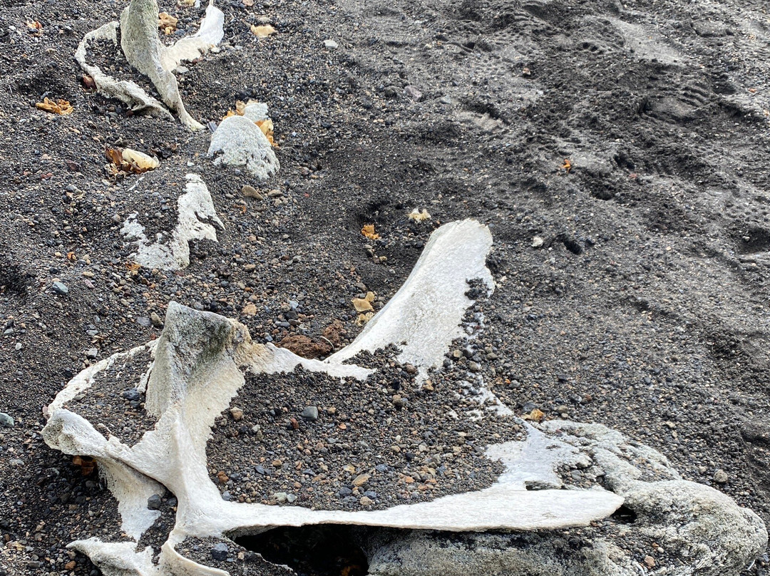 Whalers Bay-Antarctic Peninsula必去景点