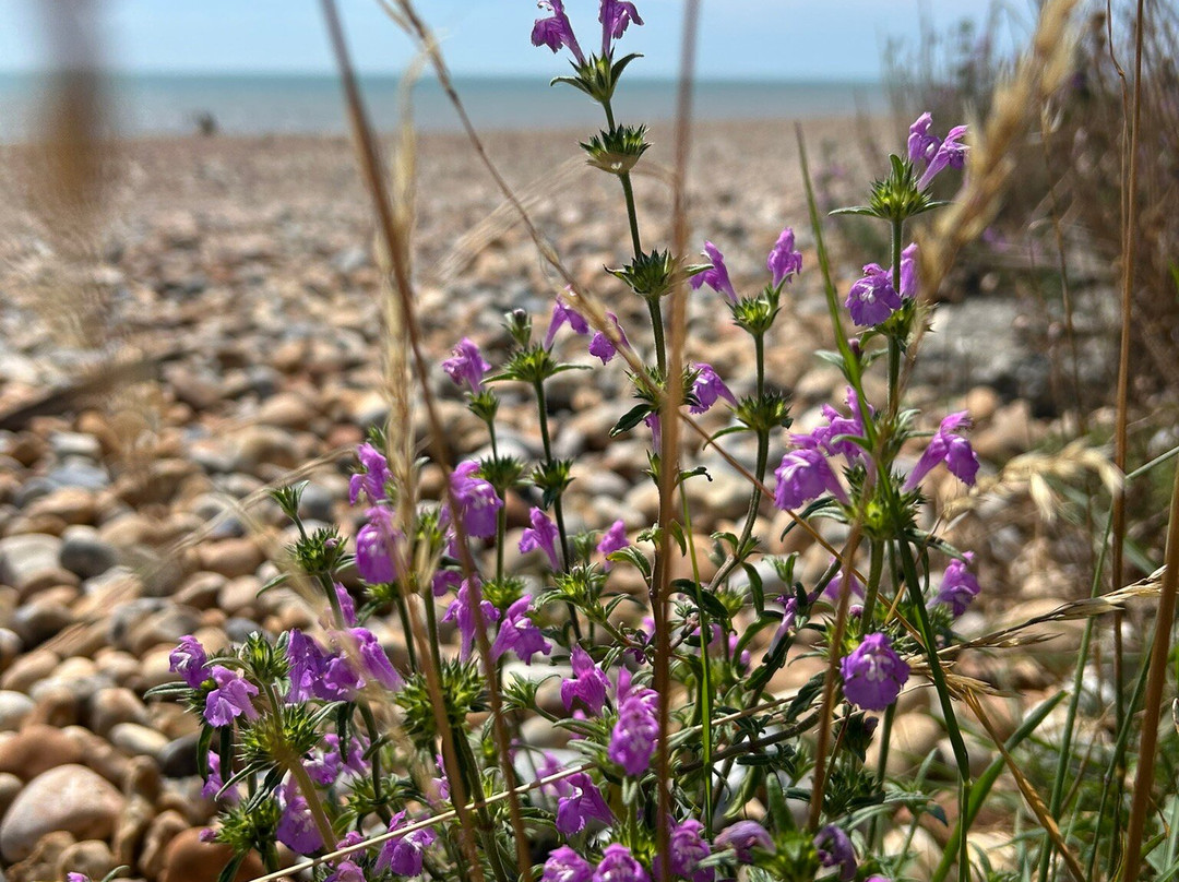 Pevensey Bay Beach景点图片