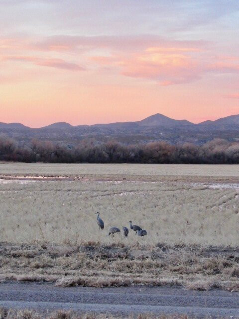 Bosque del Apache National Wildlife Refuge-San Antonio必去景点