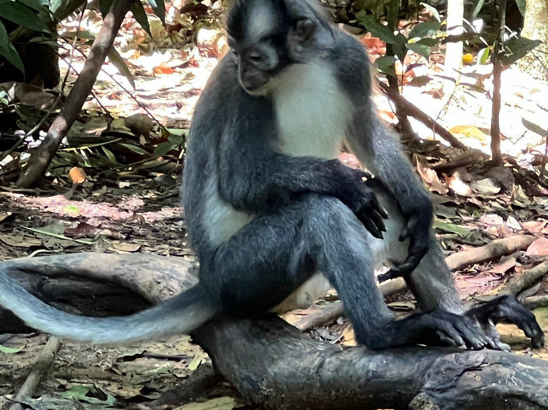 Orang Utan Bukit Lawang-武吉拉旺必去景点
