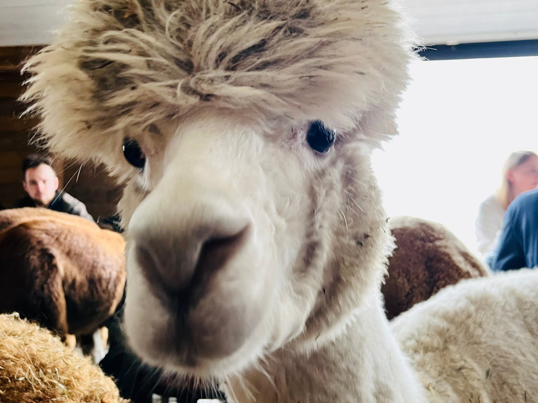 Zonneveld Alpaca's景点图片