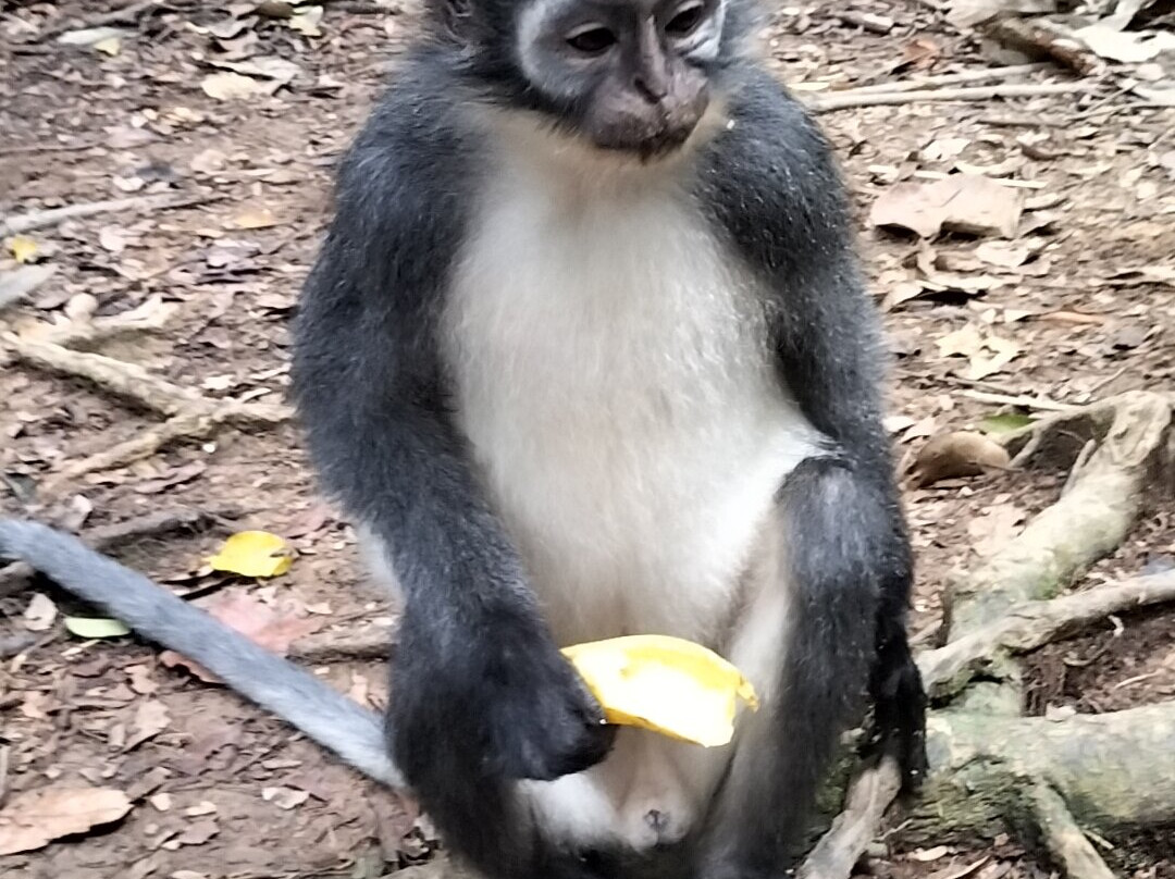Jungle Immersion Bukit Lawang-武吉拉旺必去景点
