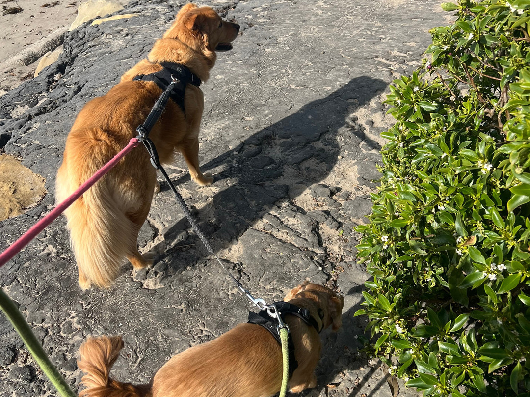 Butterfly Beach-蒙特西托必去景点