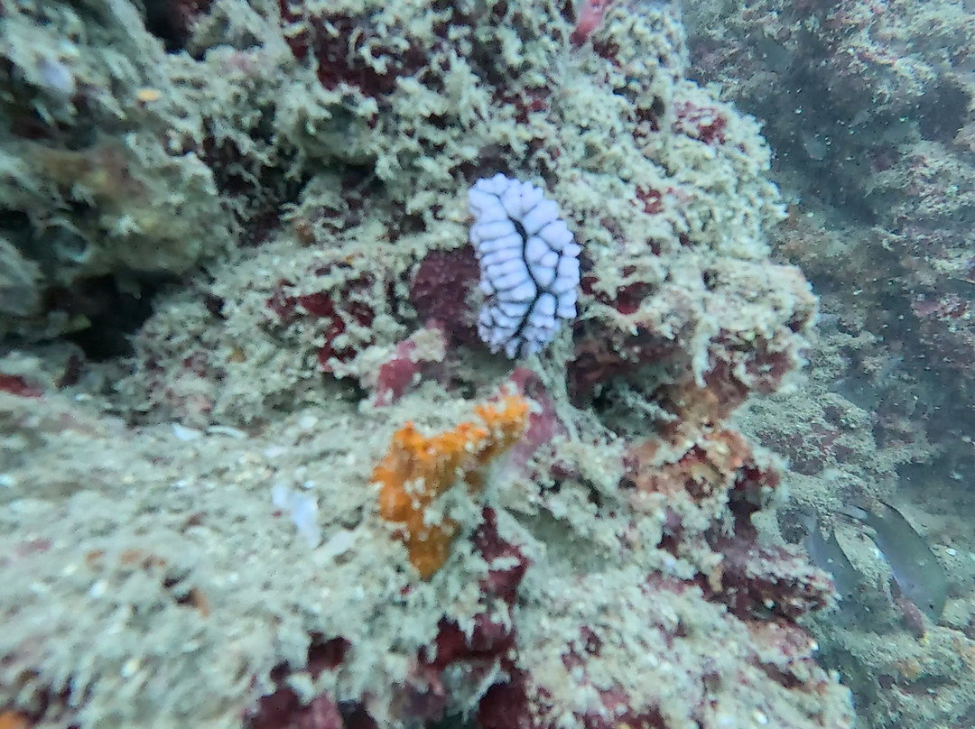 甲米萨瓦迪潜水中心-奥南必去景点