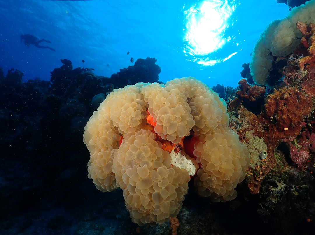 Afro Divers-奔巴岛必去景点