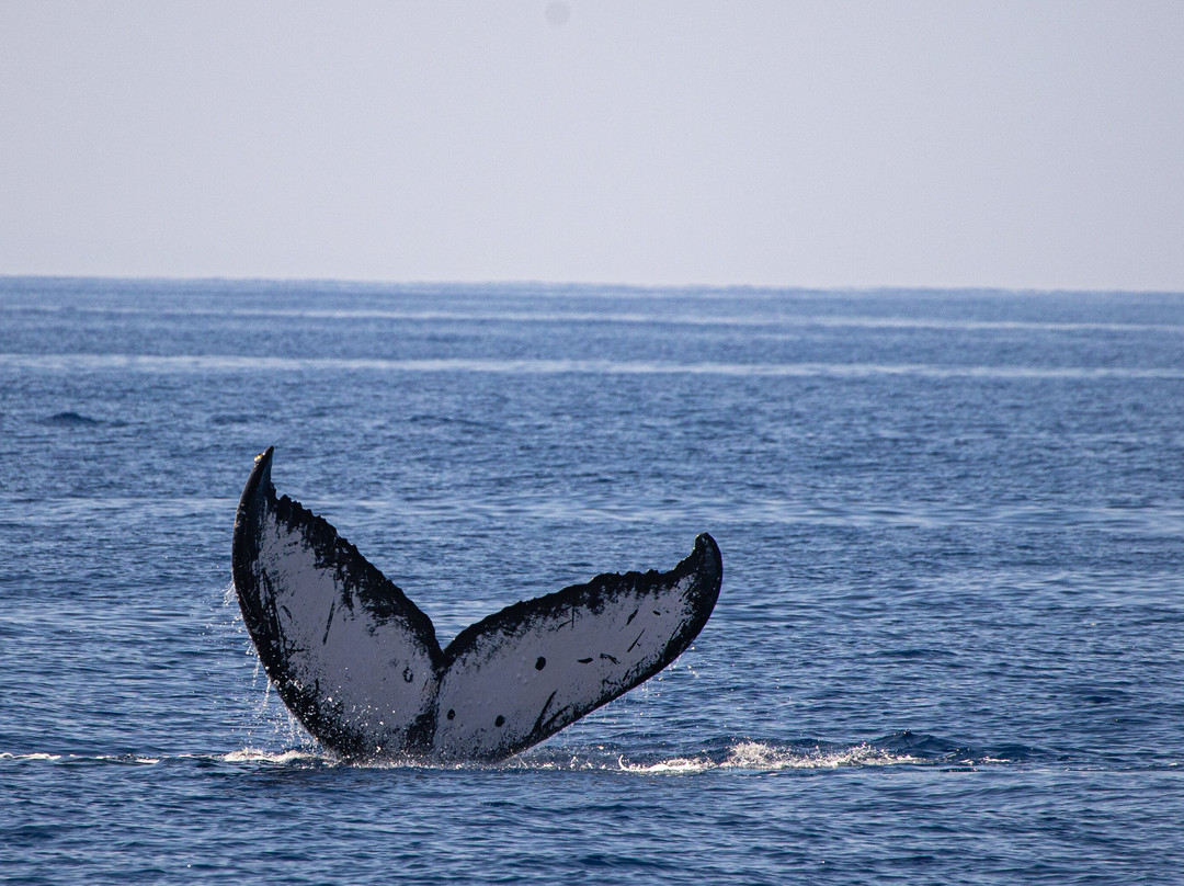 Alii Nui Sailing Charters-玛阿拉也亚必去景点