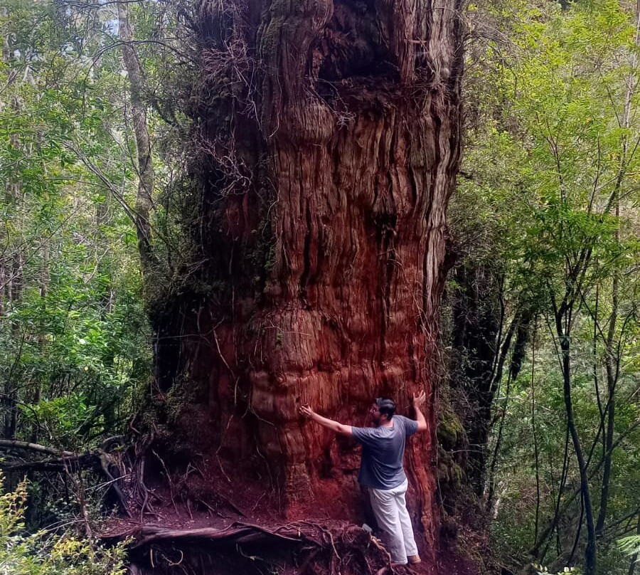 Parque Nacional Alerce Andino-蒙特港必去景点