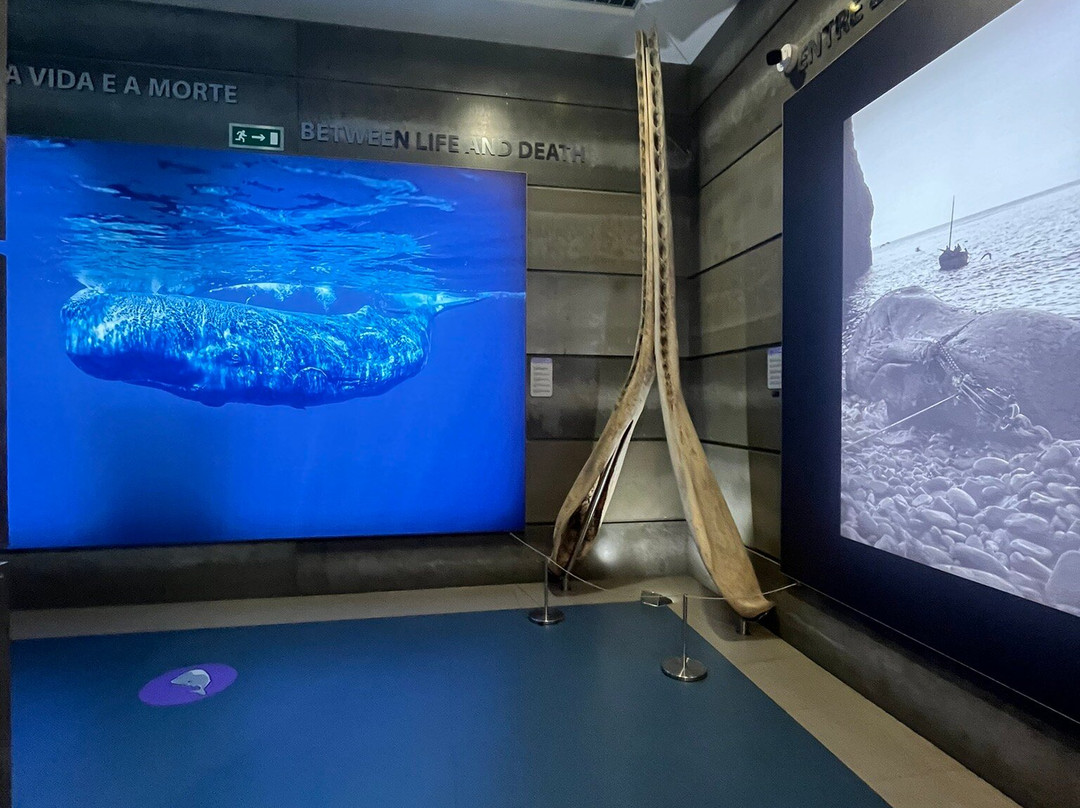 Museu da Baleia da Madeira景点图片