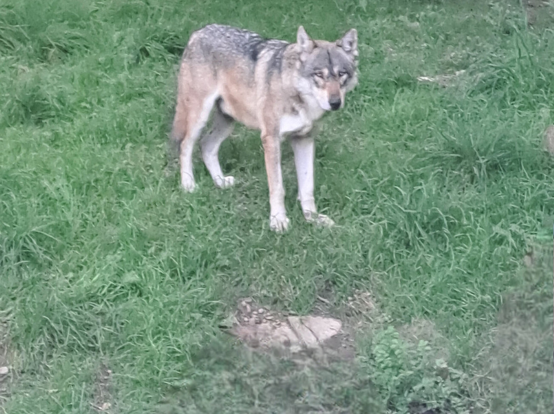 Tierpark Sababurg-Hofgeismar必去景点