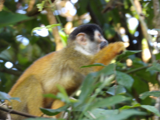 Corcovado National Park-Carate必去景点