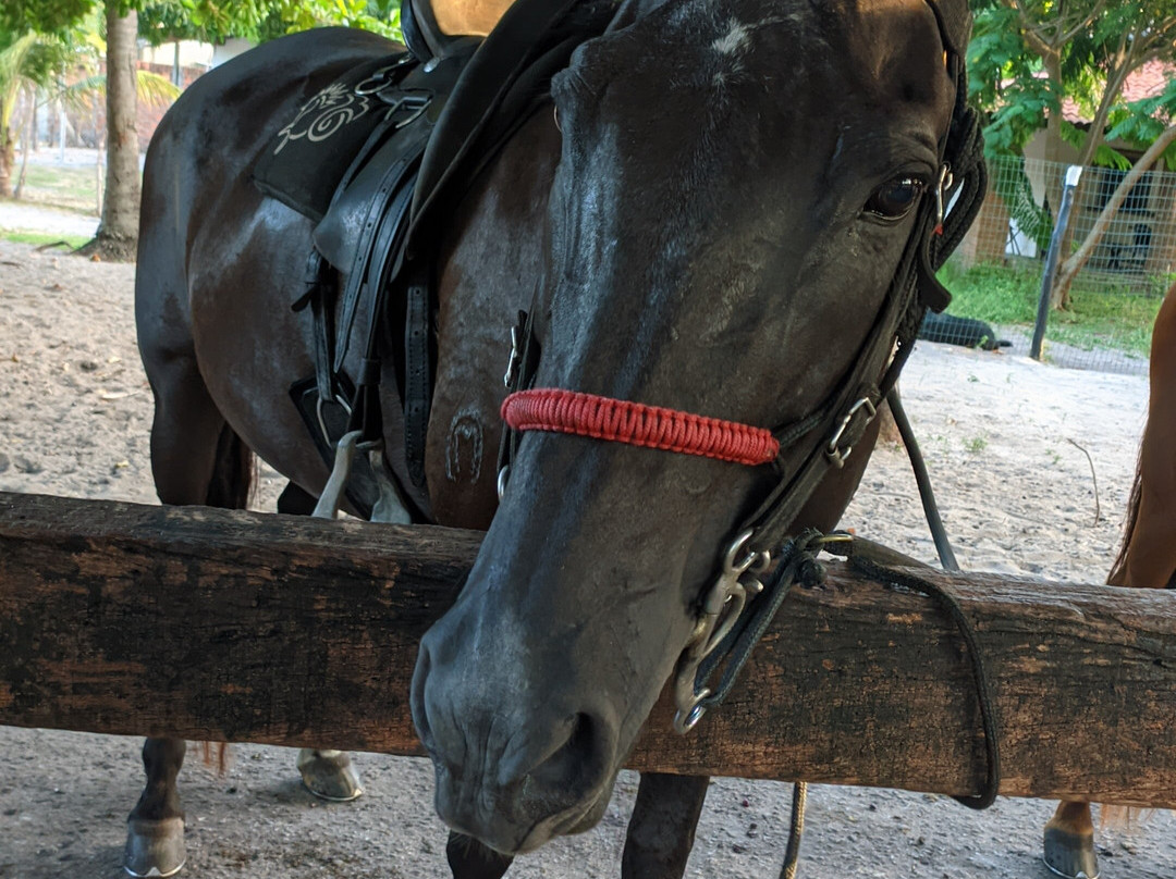 Haras Maracaipe-嘎林海斯港必去景点