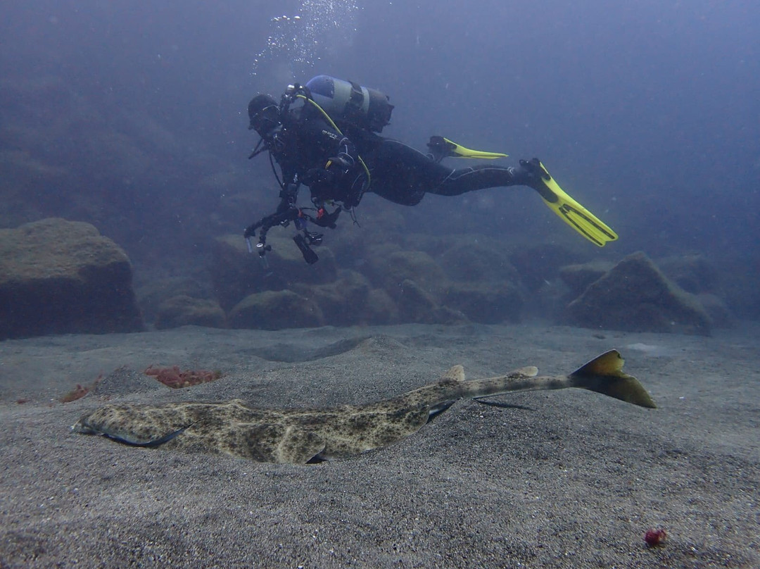 Pura Vida Diving-布兰卡滩必去景点