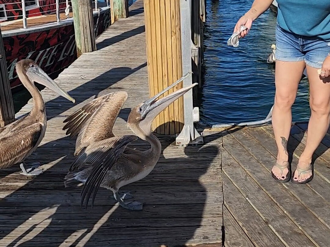 AquaLife Divers-庞帕诺比奇必去景点