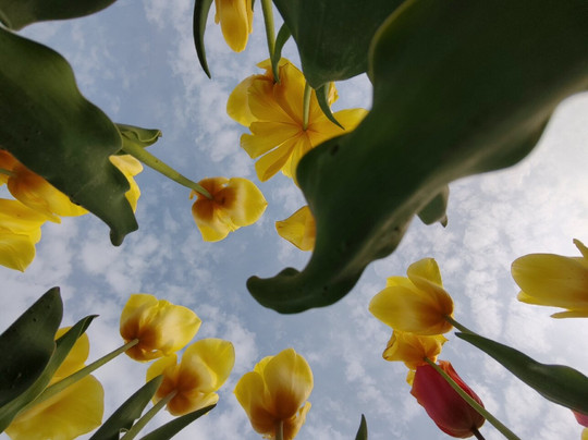 Tulipark-博洛尼亚必去景点