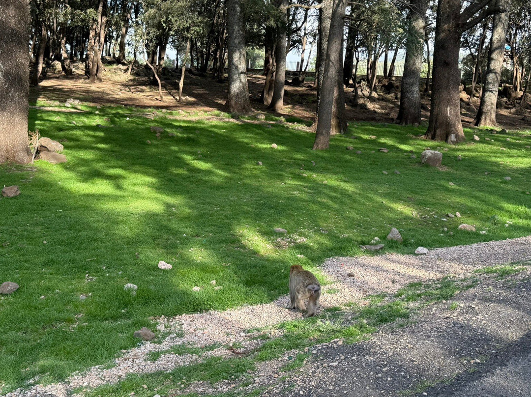 Azrou Cedar Forest-Azrou必去景点