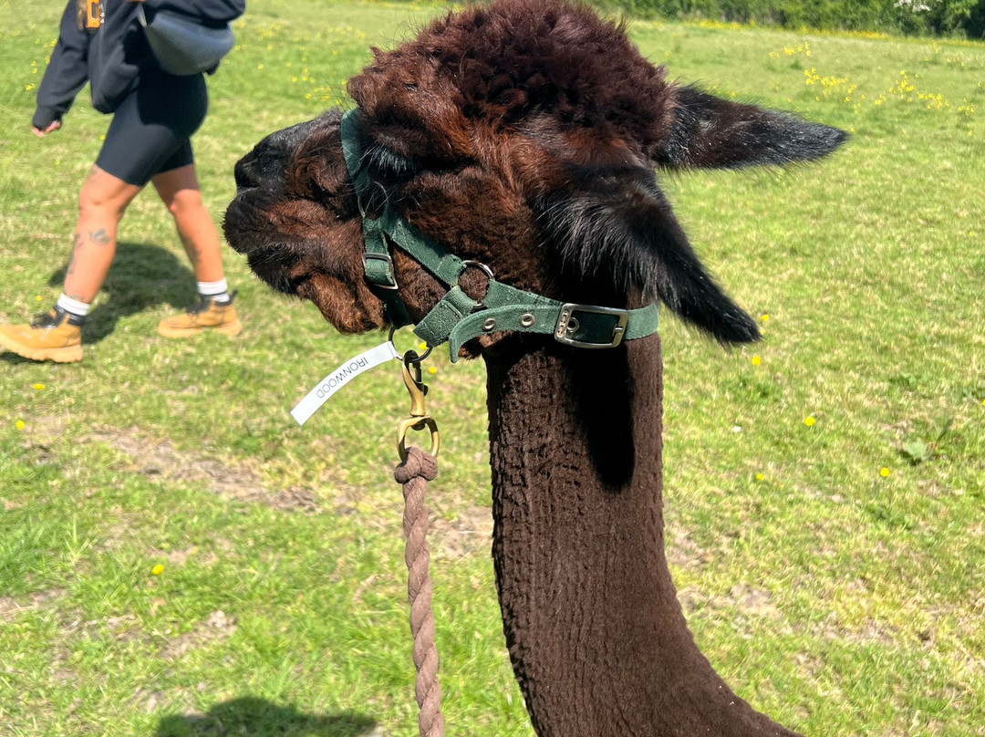Hensting Alpacas-伊斯特利必去景点