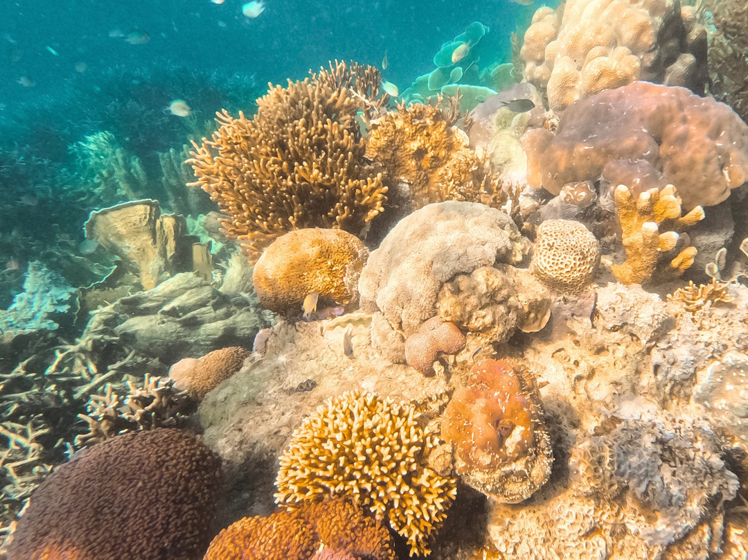 珊瑚花园-科隆必去景点